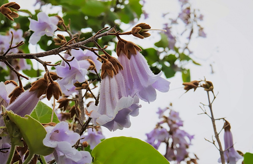 桐の花