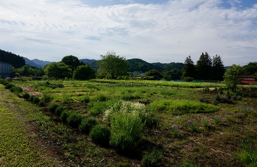 Japan Herb Scienceの研究圃場