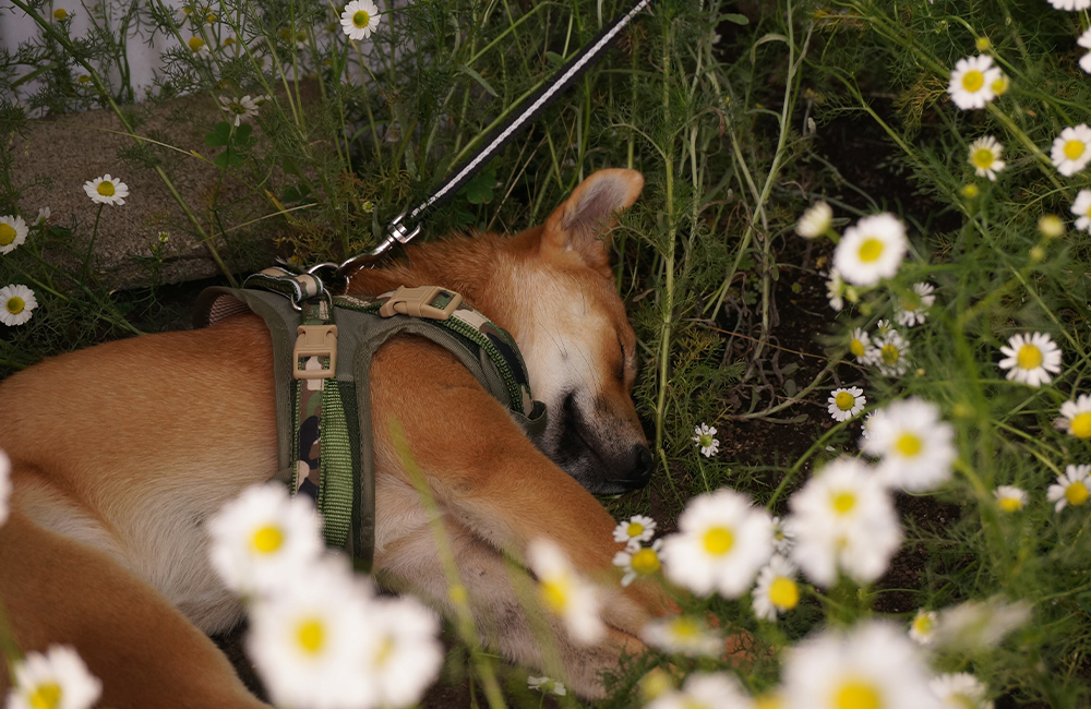 ハーバリスト　石井智子先生の愛犬　エルダーちゃん