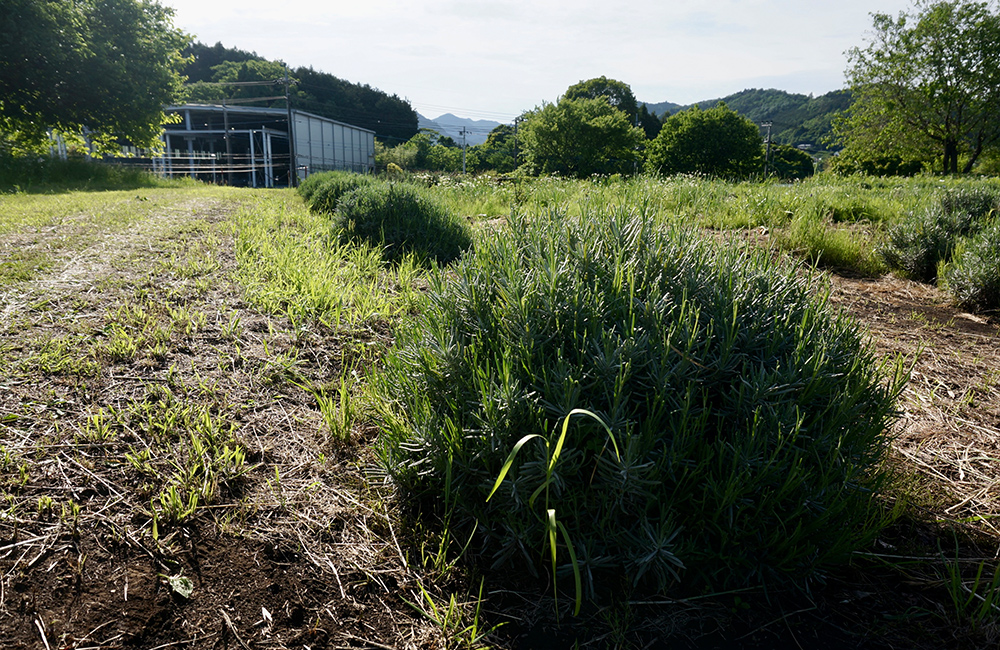 JHSの研究圃場にあるラベンダーの株