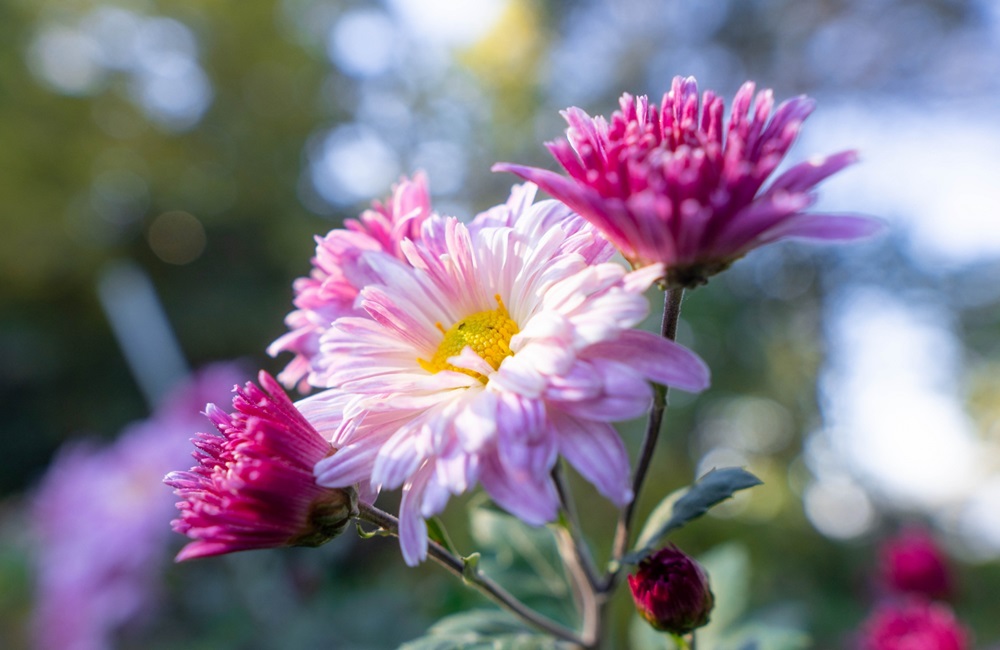 菊の花