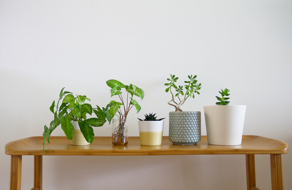 室内の加湿に観葉植物