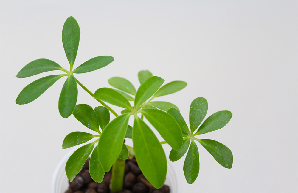 冬の乾燥　加湿に　観葉植物　カポック