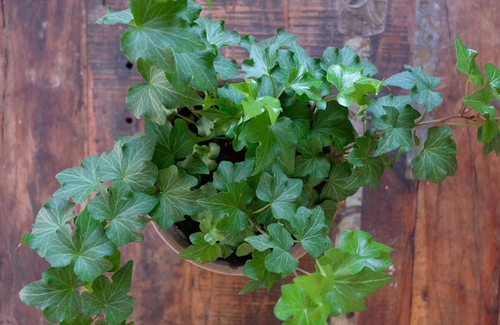 冬の乾燥　加湿に　観葉植物　ヘデラ