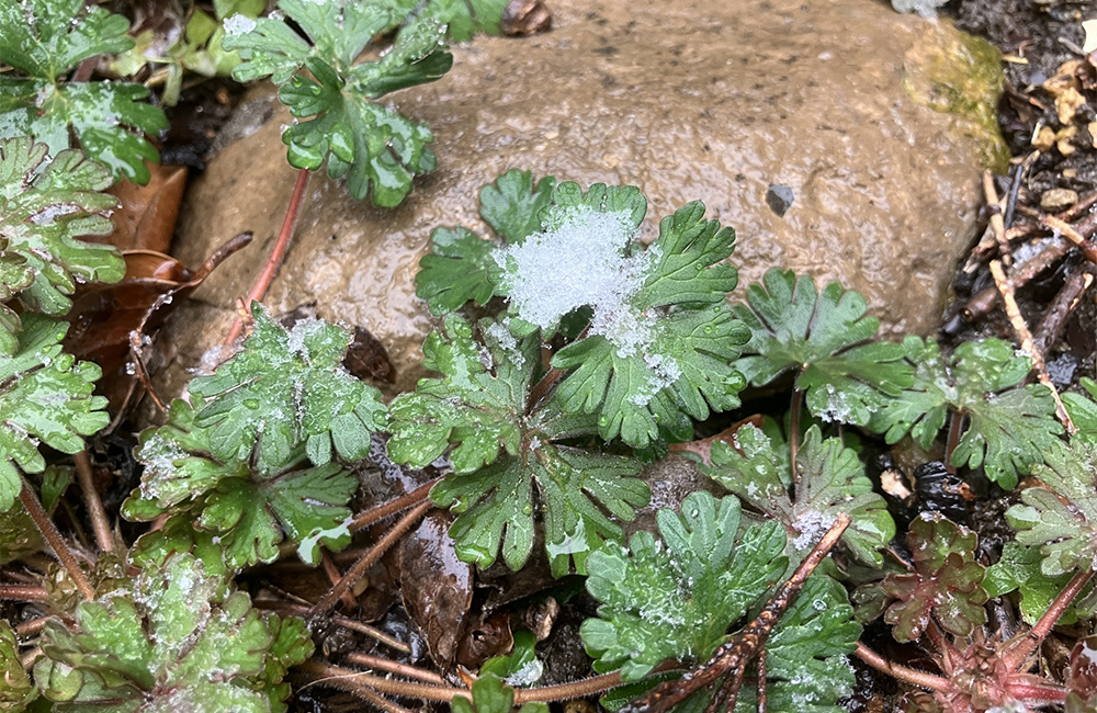 パジャマに着替えて…雨水～憧れ