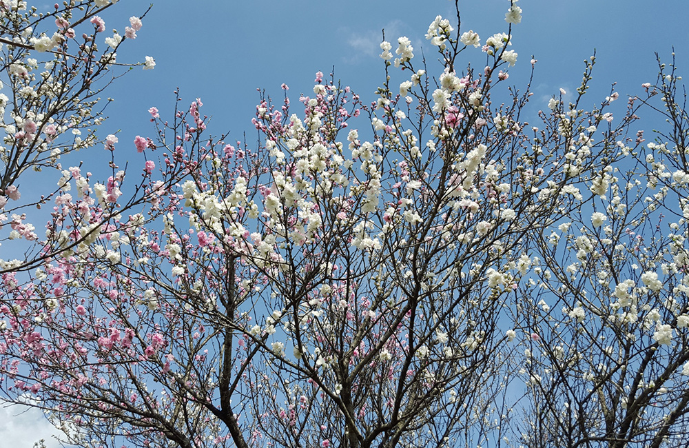 桃の花と春の日差し